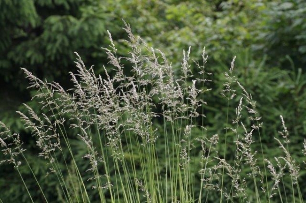 Gras auf Trupbacher Heide - (c) R Pattke.jpg